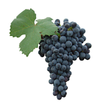 Cabernet Franc